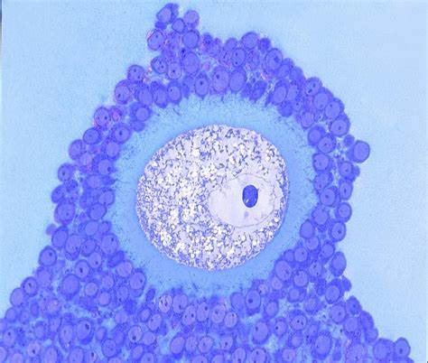 Header illustration for the page "Cryopreservation of mature and immature oocytes"